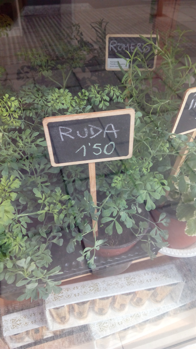 planta ruda